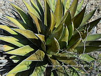 AJGM0266 Agave triangularis.JPG