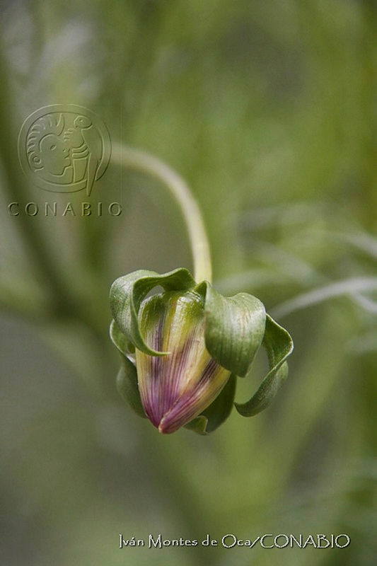 IMDOC0183%20Dahlia%20hjertingii.jpg.nyfbgof0MZHZ2XFhQA3g0JtbmFja29CbnFuZ3NAbXJ6LGtwZwA.I Hp1XAbQB