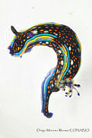 DMM009 Felimare agassizii.jpg