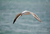IMDOC3483 Larus livens.jpg