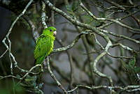 MASM08131 Psittacidae.jpg