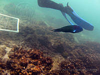 ALCM070 Thalassoma lucasanum.JPG
