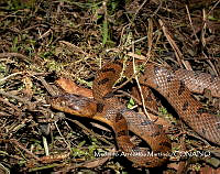 AMM004 Leptodeira polysticta.jpg