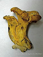 CBA0194 Cantharellus cibarius.JPG