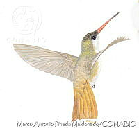 MAPM0826 Amazilia wagneri.jpg