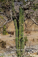 3R 00940 Pachycereus grandis.tif