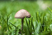 FGAKV05 Agaricaceae.jpg