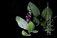 Zoqui 0178 Uroskinnera hirtiflora.jpg