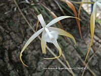 JAdNV0024 Brassavola cucullata.JPG