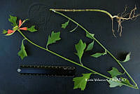 ME010 KV 02031 Euphorbia cyathophora Murray, 1786_.JPG