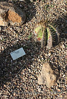 RAA0728 Astrophytum ornatum.jpg