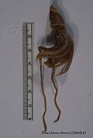 KT014 0140 Stigmatoteuthis hoylei.JPG