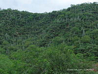 OTVHK040-54 Habitat de Mammillaria huitzilopochtli.TIF