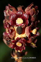 AKGC040 Bdallophytum americanum.JPG