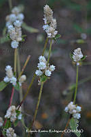 RRR0462 Gomphrena serrata.jpg