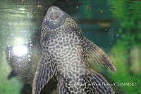 LCF0461 Hypostomus plecostomus.jpg