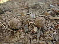 OEHN0039 Geastrum corollinum.jpg