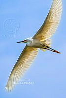 SM0666 Egretta thula.jpg