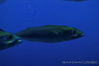MS0126 Scomber japonicus.jpg