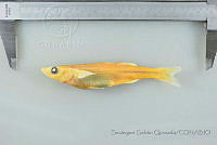 SGQ3055 Chirostoma humboldtianum.jpg