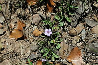 JJBC0193 Dyschoriste decumbens.JPG