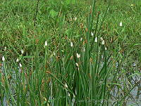 JRBBFM026-101 Eleocharis elegans.jpg