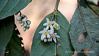 proy JF091 0471 Styrax argenteus.JPG