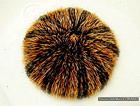 FASM0007 Tripneustes depressus.jpg