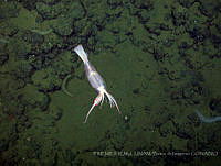 IFREMER-ICMyL-UNAM 0016 Onychoteuthis borealis ssp. japonica.jpg