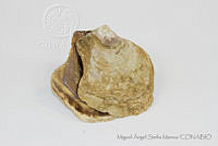 MASM05130 Isognomon alatus.jpg