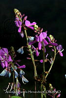 JDA D 00580 Desmodium intortum.jpg
