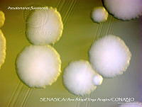 AAVA024 Pseudomonas fluorescens.jpg