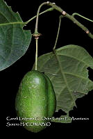 Atleq 0341 Capparidastrum mollicellum.jpg