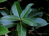 MDLLPG0091 Morisonia americana.jpg