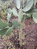 RG016 0029 Opuntia lasiacantha.jpg