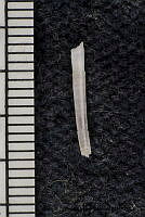 KT014 0141 Tesseracme hancocki.JPG