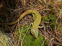 MCS012 Barisia sp..jpg