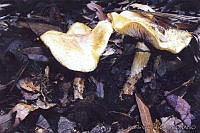 RVG0007 Armillaria zelleri.jpg