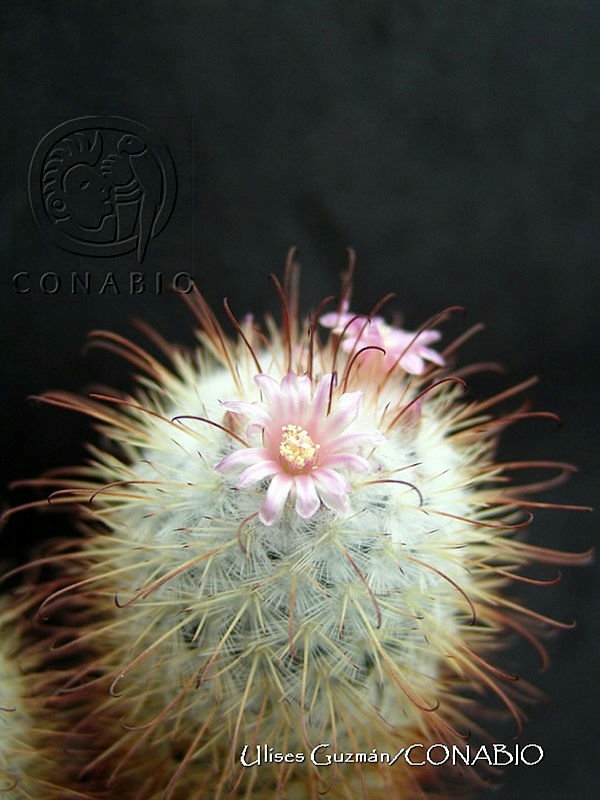 UG0016%20Mammillaria%20bombycina.jpg.nyfoipb MeHJ0ZdhQA3g0JtbmFja29CbnFuZ3NAbXJ6LGtwZwA.fx e9UhAn5