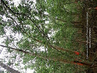 UM001 0109 Avicennia germinans.jpg