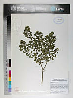 JAdNV0462 Baccharis conferta.JPG