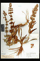 101274 Penstemon angustifolius venosus.jpg