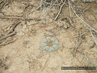 MGE0164 Lophophora williamsii.JPG