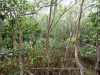 UM001 0111 Avicennia germinans.jpg