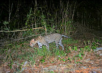 Pronatura JCF-MC-2 Leopardus pardalis.jpg