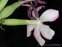 PTL1054 Saponaria officinalis.jpg