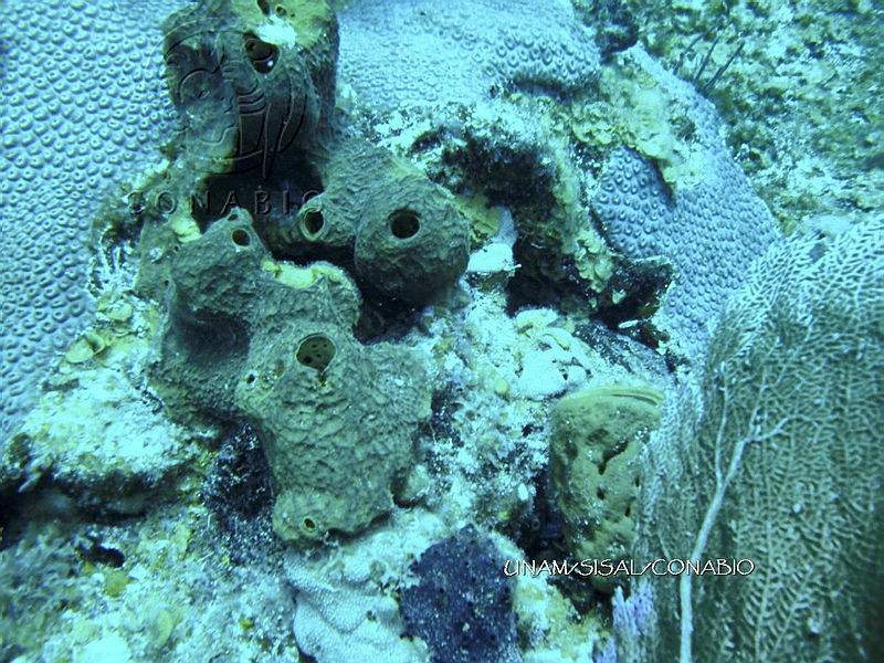 NE018%200889%20Agelas%20conifera.jpg.jSeLgOn0MTX19dNjQA3g0JtbmFja29CbnFuZ3NAbXJ6LGtwZwA.whOZcAp5YY
