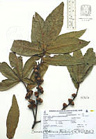 SVA0018 Quercus rysophylla.JPG
