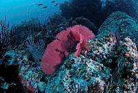 EBA02 Gorgonia sp..jpg