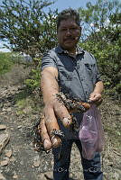 IMDOC3391 Thasus gigas.JPG